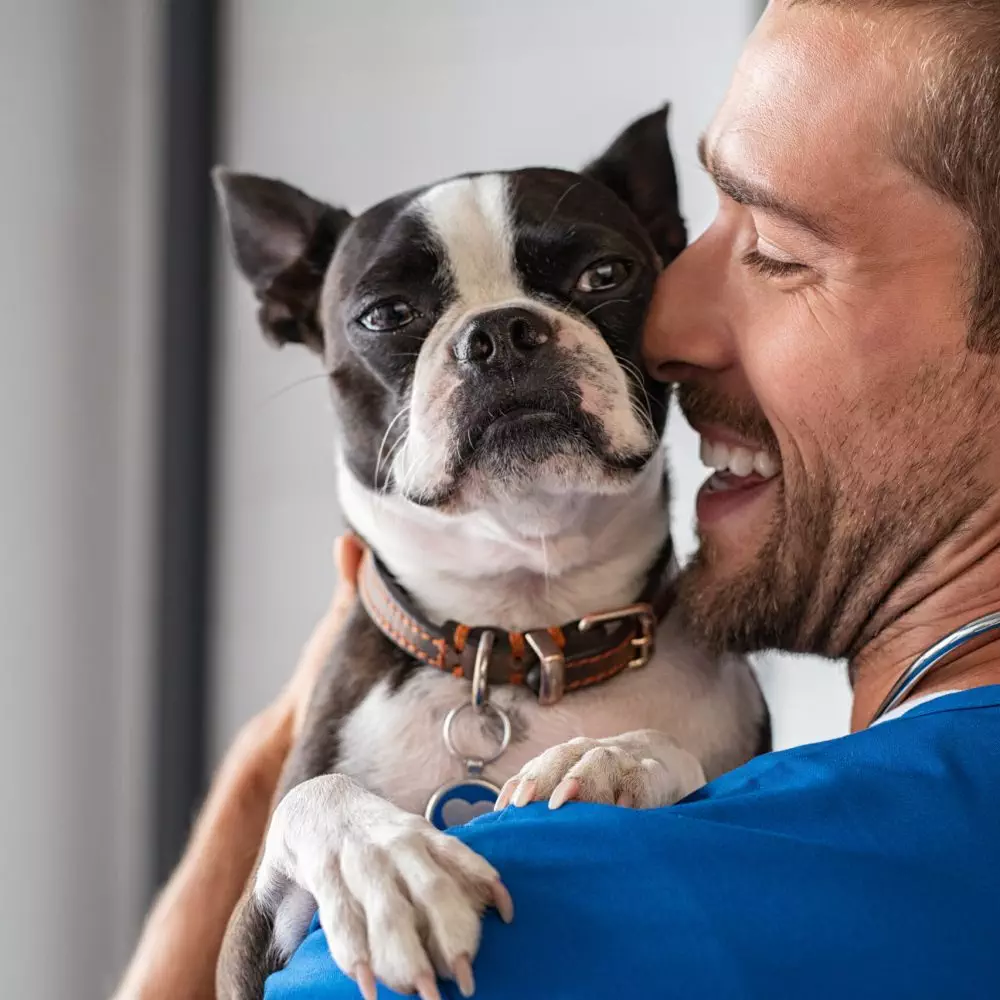 Smiling man vet in blue uniform cuddling boston terrier breed dog. Young doctor carrying and playing with little dog after treatment. Closeup face of puppy while doctor embrace and take care of it.
